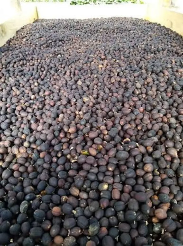 Café Bolita