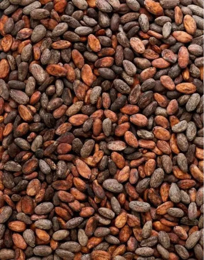 Cacao Normal