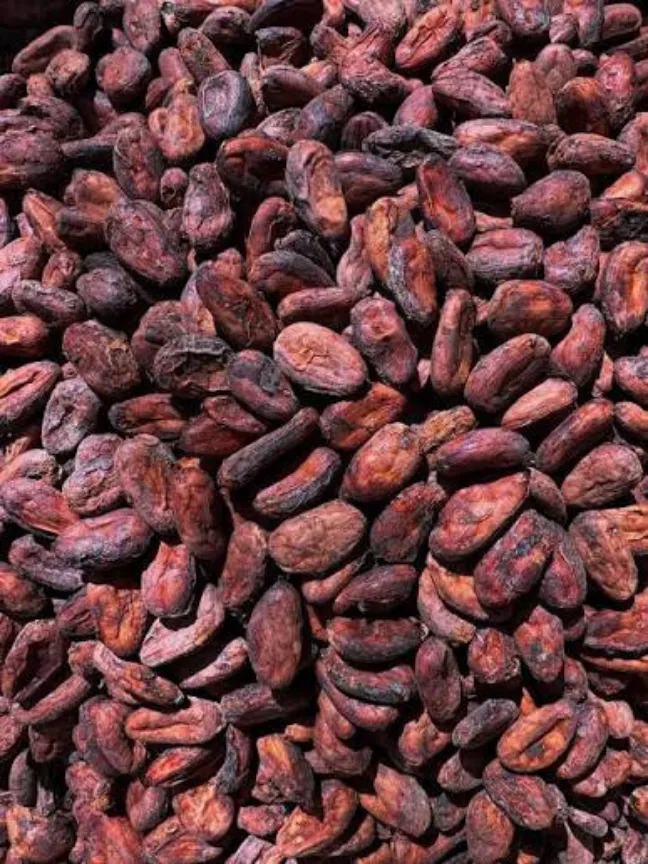 Cacao Fermentado