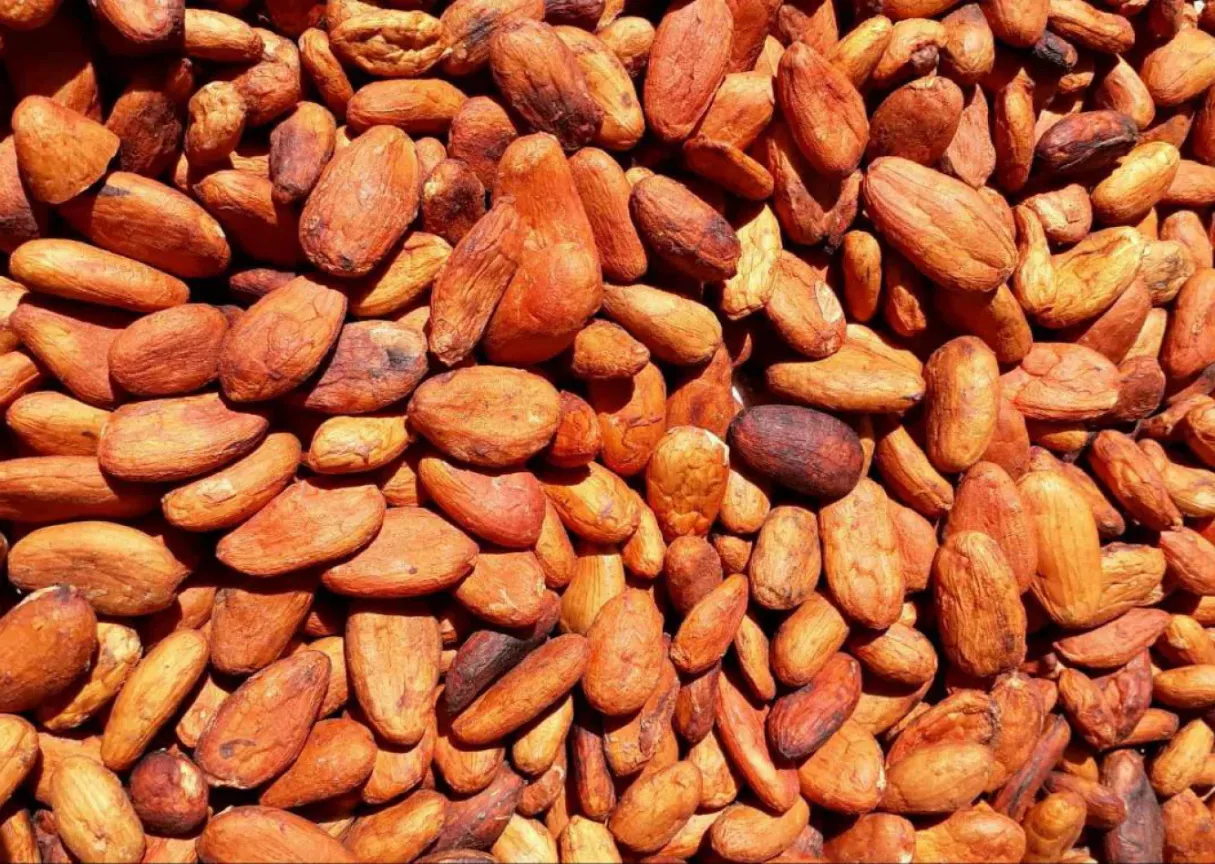 Cacao Lavado
